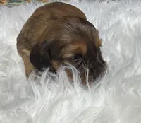 Emma, a female Miniature Dachshund for sale in Forsyth, GA – Photo 2 of 6