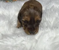 Emma, a female Miniature Dachshund for sale in Forsyth, GA – Photo 5 of 6