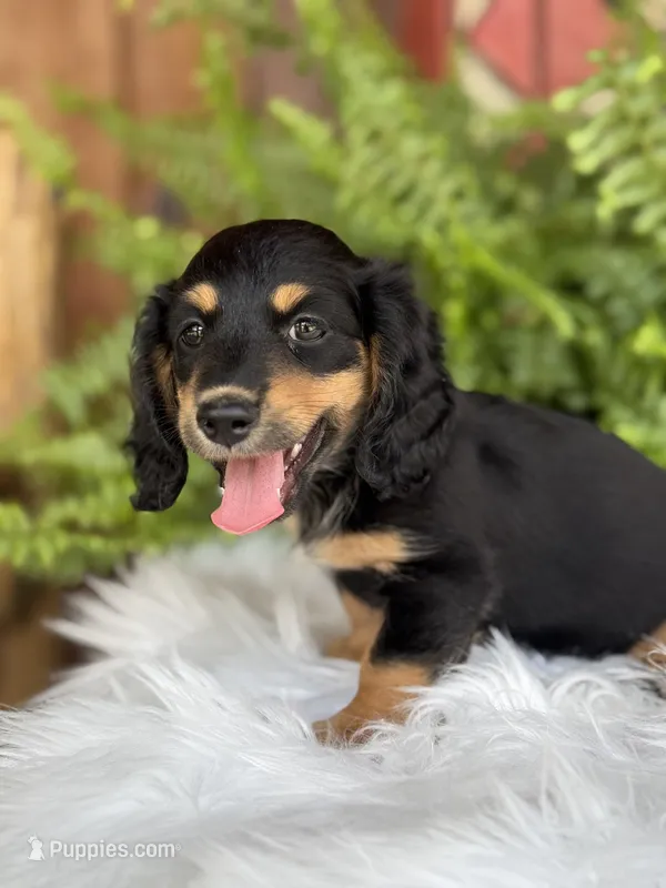 Josey – Miniature Dachshund puppy for sale in Forsyth, GA