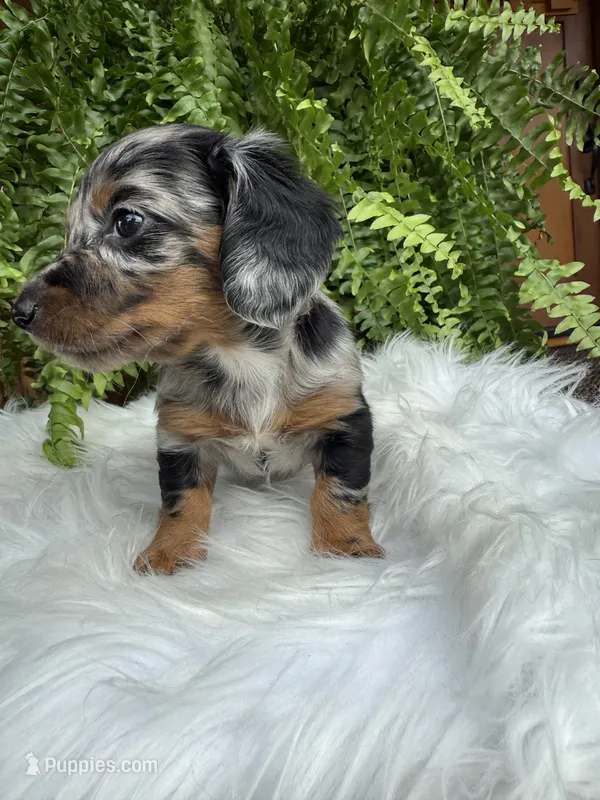 Honey – Miniature Dachshund puppy for sale in Forsyth, GA
