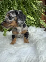 Honey, a female Miniature Dachshund for sale in Forsyth, GA – 1 of 7