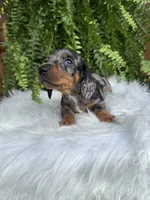 Waylon, a male Miniature Dachshund for sale in Forsyth, GA – 4 of 7
