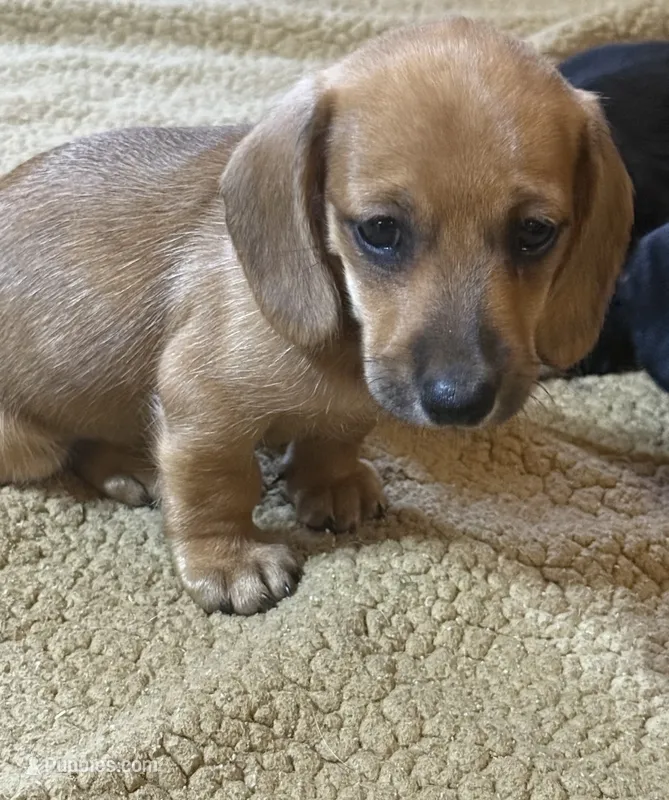 Pistol – Miniature Dachshund puppy for sale in Forsyth, GA