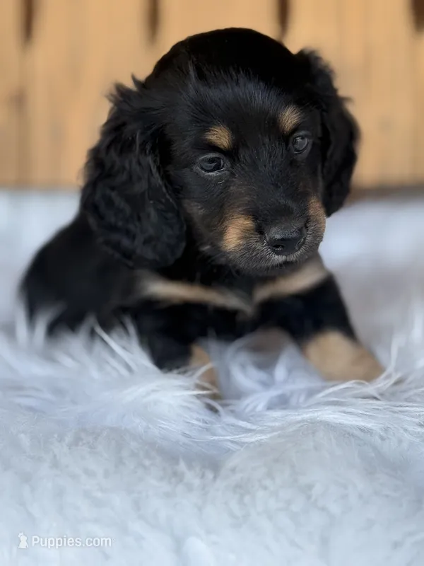 Wrangler – Miniature Dachshund puppy for sale in Forsyth, GA