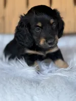 Wrangler, a male Miniature Dachshund for sale in Forsyth, GA – 1 of 4