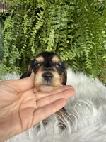 Henry, a male Miniature Dachshund for sale in Forsyth, GA – 3 of 5