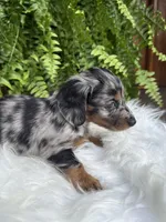 Honey, a female Miniature Dachshund for sale in Forsyth, GA – 7 of 7