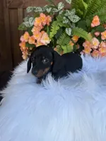 Scout, a female Miniature Dachshund for sale in Forsyth, GA – 1 of 8