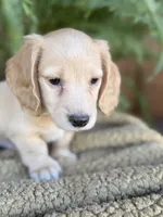 Woody, a male Miniature Dachshund for sale in Forsyth, GA – 4 of 5