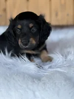 Wrangler, a male Miniature Dachshund for sale in Forsyth, GA – 3 of 4