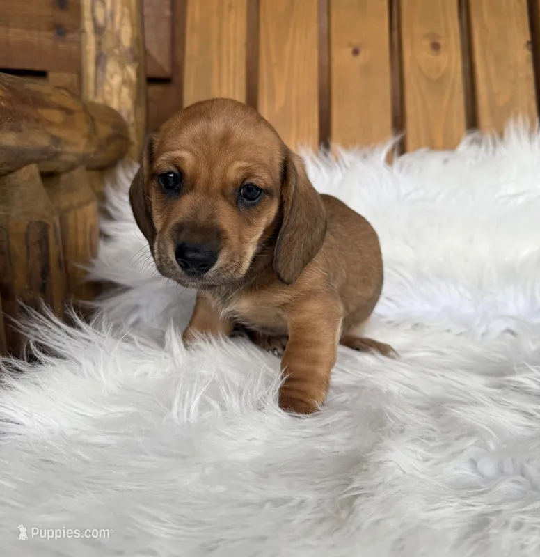 Gus – Miniature Dachshund puppy for sale in Forsyth, GA