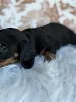 Dutton, a male Miniature Dachshund for sale in Forsyth, GA – 3 of 5
