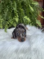 Waylon, a male Miniature Dachshund for sale in Forsyth, GA – 6 of 7