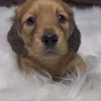 Tex, a male Miniature Dachshund for sale in Forsyth, GA – Photo 1 of 3