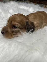 Tex, a male Miniature Dachshund for sale in Forsyth, GA – Photo 4 of 5