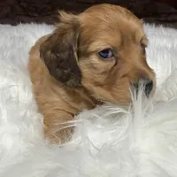 Tex, a male Miniature Dachshund for sale in Forsyth, GA – Photo 3 of 3