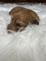 Tex, a male Miniature Dachshund for sale in Forsyth, GA – Photo 2 of 5