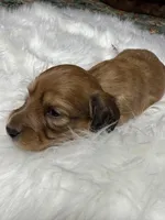 Tex, a male Miniature Dachshund for sale in Forsyth, GA – Photo 1 of 5