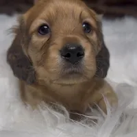 Tex, a male Miniature Dachshund for sale in Forsyth, GA – Photo 2 of 3