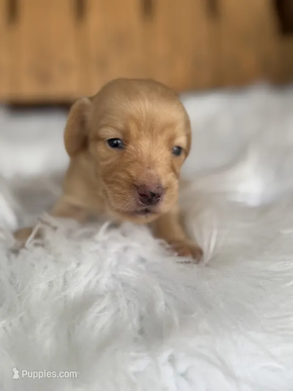Twinkie – Miniature Dachshund puppy for sale in Forsyth, GA