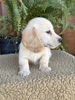 Trigger, a male Miniature Dachshund for sale in Forsyth, GA – 3 of 3
