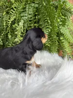 Henry, a male Miniature Dachshund for sale in Forsyth, GA – 5 of 5