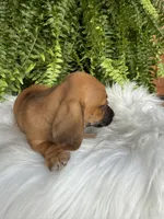 Trixie, a female Miniature Dachshund for sale in Forsyth, GA – 3 of 6