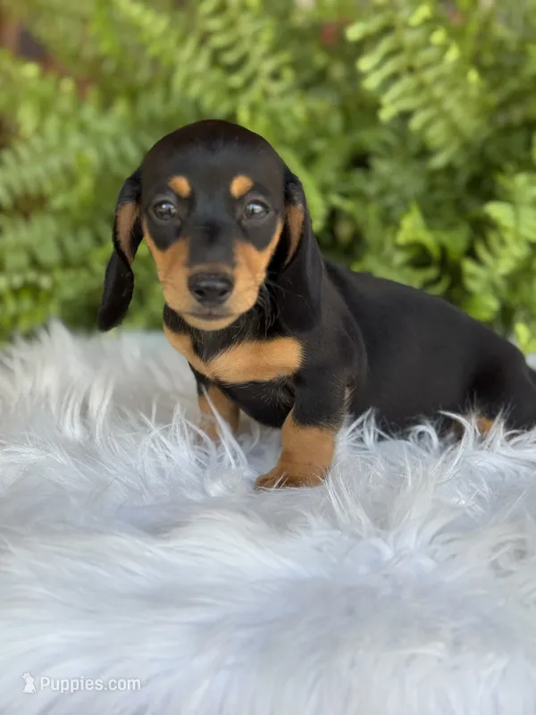 Scout – Miniature Dachshund puppy for sale in Forsyth, GA