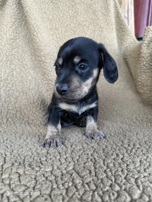 Woodrow – Miniature Dachshund puppy for sale in Forsyth, GA