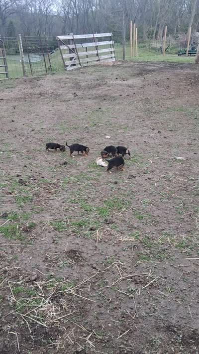 meg, a female Beagle for sale in Glasford, IL – 2 of 2