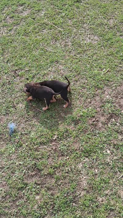 meg, a female Beagle for sale in Glasford, IL – 1 of 2