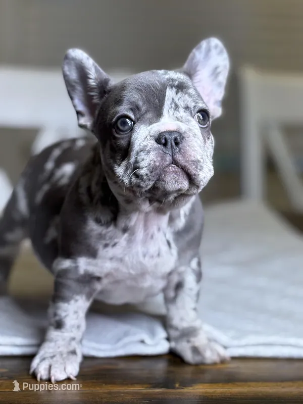 Orange – French Bulldog puppy for sale in Watkinsville, GA