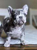 Orange, a male French Bulldog for sale in Watkinsville, GA – Photo 1 of 2