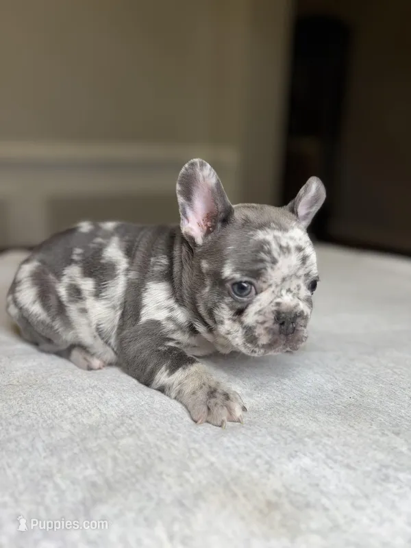 Gray – French Bulldog puppy for sale in Watkinsville, GA