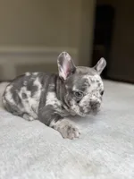 Gray, a male French Bulldog for sale in Watkinsville, GA – Photo 1 of 3