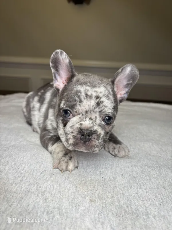Gray – French Bulldog puppy for sale in Watkinsville, GA