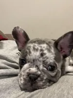 Gray, a male French Bulldog for sale in Watkinsville, GA – Photo 2 of 3