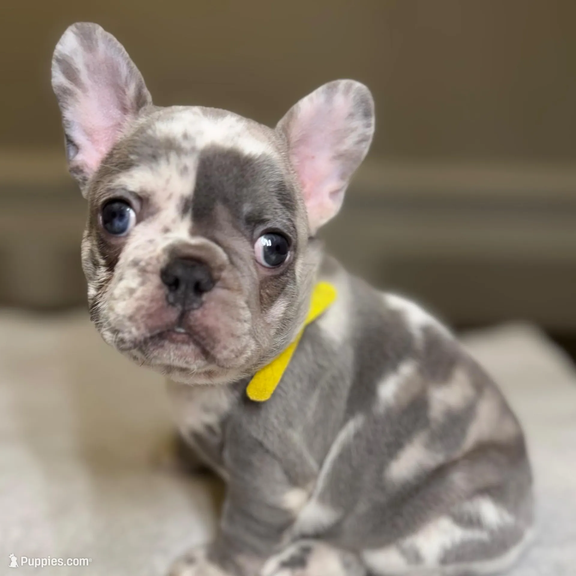Yellow – French Bulldog puppy for sale in Watkinsville, GA