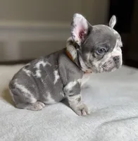 Yellow, a female French Bulldog for sale in Watkinsville, GA – Photo 2 of 3