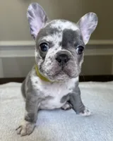 Yellow, a female French Bulldog for sale in Watkinsville, GA – Photo 3 of 3