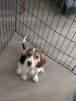 Beagle female 2, a female Beagle for sale in Las Vegas, NV – 4 of 5