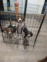 Beagle male 2, a male Beagle for sale in Las Vegas, NV – 4 of 5