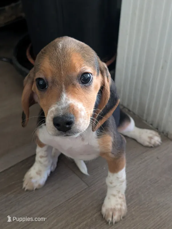 Beagle female 1 – Beagle puppy for sale in Las Vegas, NV