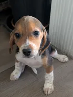 Beagle female 1, a female Beagle for sale in Las Vegas, NV – 1 of 3