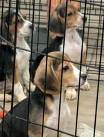 Beagle male 2, a male Beagle for sale in Las Vegas, NV – 3 of 5