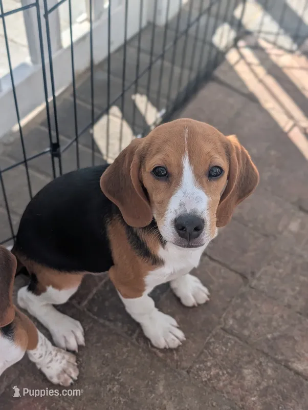 Beagle male 1 – Beagle puppy for sale in Las Vegas, NV