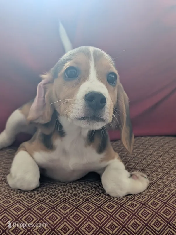 Beagle male 2 – Beagle puppy for sale in Las Vegas, NV