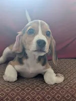 Beagle male 2, a male Beagle for sale in Las Vegas, NV – 1 of 5