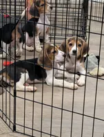 Beagle male 2, a male Beagle for sale in Las Vegas, NV – 2 of 5