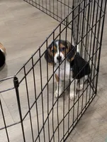 Beagle male 1, a male Beagle for sale in Las Vegas, NV – 3 of 5